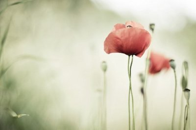 ​女神节祝福语简短三八妇女节祝福语(83句)